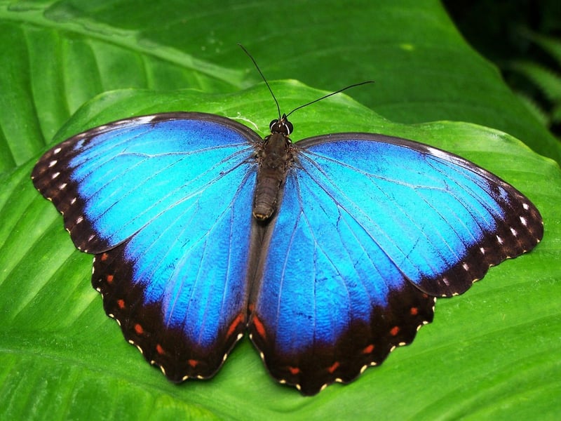 Butterfly in nature